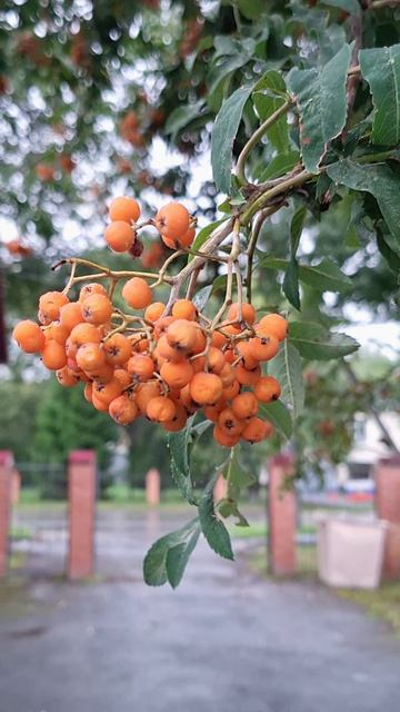 Гроза