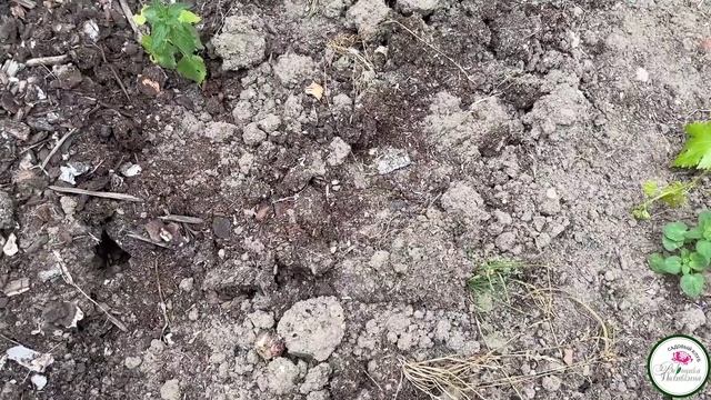 СЕКРЕТЫ ПЛОДОРОДИЯ