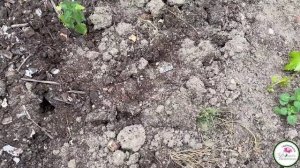 СЕКРЕТЫ ПЛОДОРОДИЯ