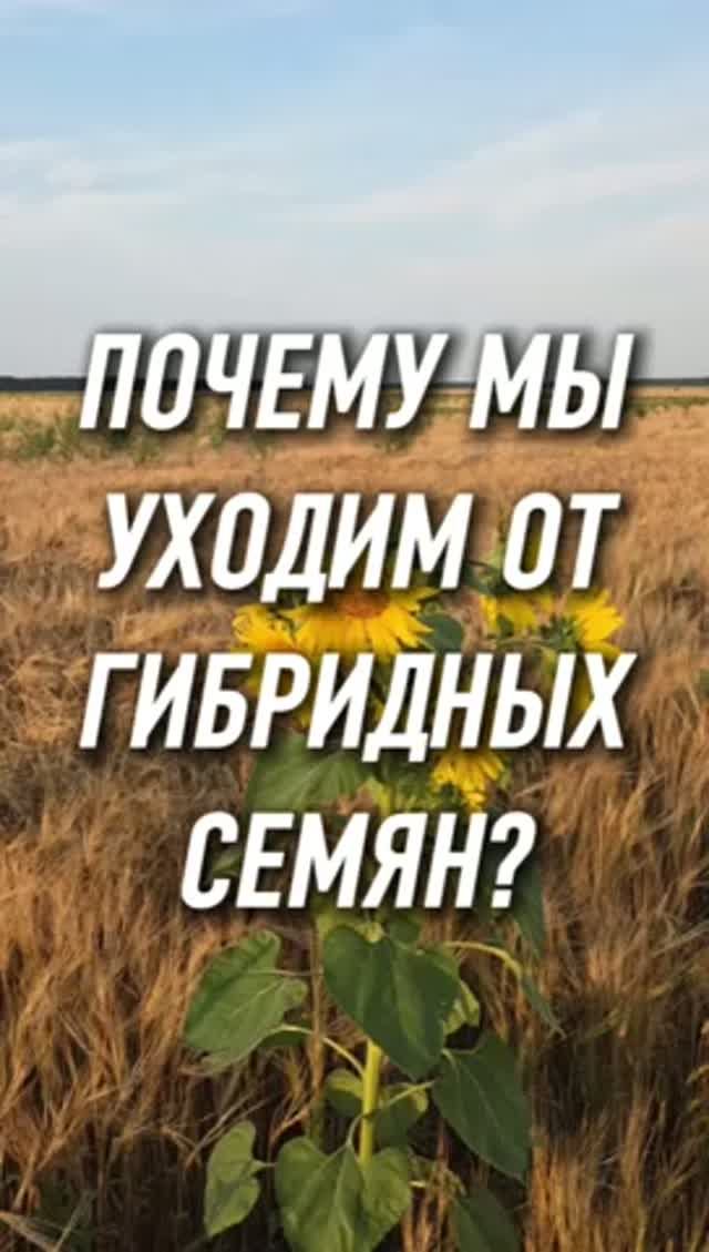 Гибриды и сортовые семена подсолнечника: как быть? #AUM #YogaFerma #подсолнечник #сельскоехозяйство