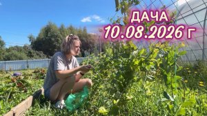 ДАЧА 10 АВГУСТА 2026 Г