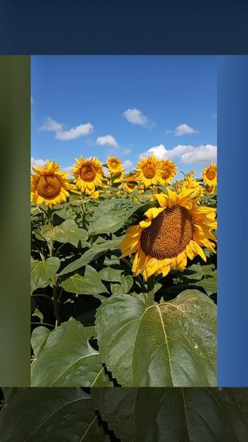 подсолнухи🌻🌻🌻🌻# песня#живи