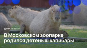 В Московском зоопарке родился детеныш капибары