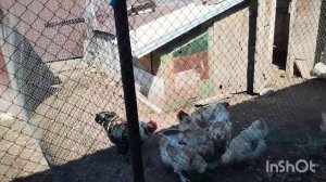 Работа в саду.  Мои покупки. Кому нужна собачья шерсть?