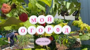 Мой огород в июле: что созрело и КТО СЪЕЛ ПЕРЦЫ?