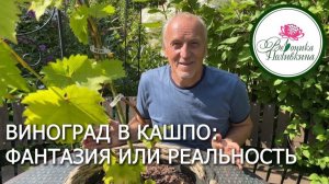 Виноград в кашпо