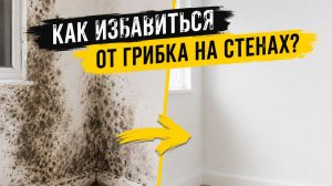 Как избавиться от грибка на стенах, от плесени под обоями и на потолке