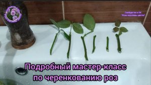 МАСТЕР КЛАСС  ПО ЧЕРЕНКОВАНИЮ РОЗ. «ЧЕРЕНОЧНЫЙ МАНЬЯК».