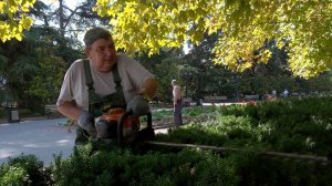 В Севастополе специалисты приводят в порядок живые изгороди и клумбы