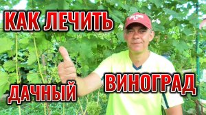 ВИНОГРАД в АВГУСТЕ на даче: как лечить, чем подкормить, что удалить 🍇