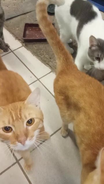 ТРИ КОТА и Кошечка!!!
