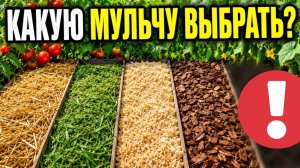 СЕКРЕТНАЯ МУЛЬЧА ОКАЗАЛАСЬ ЛУЧШЕ ВСЕХ - ПОКАЗЫВАЮ РЕЗУЛЬТАТ!