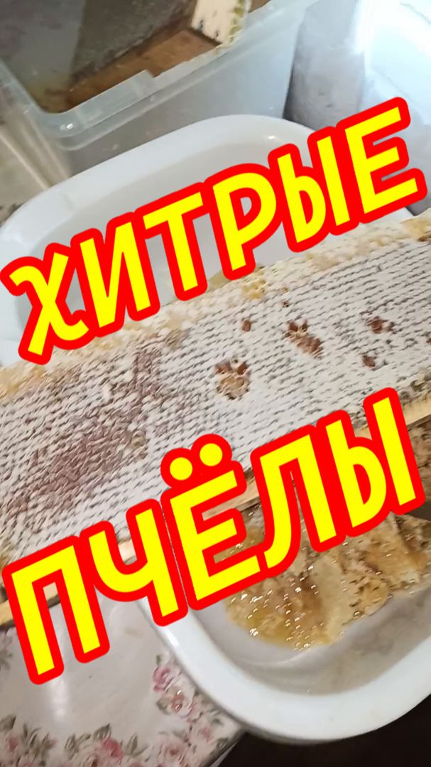 ХИТРЫЕ ПЧЁЛЫ !