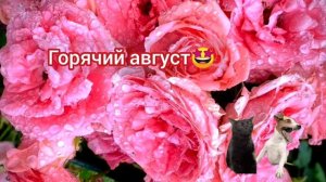 Горячий август🤩