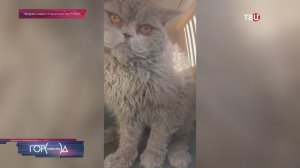 Сердитого кота достали из-под капота машины в Москве