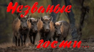 Незваные гости. На дачу зашли кабаны...