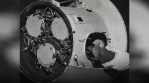 Построено для ГОЛУБЕЙ! Нелепая официальная история гигантских каменных башен