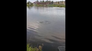 VID_20260810_094903