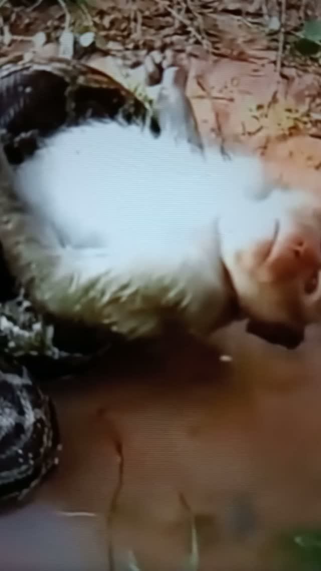 Питон напал на Обезьяну😯