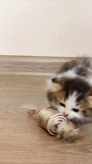 Не ешь это, котенок.
