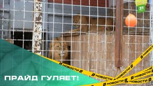 Прайд гуляет! В Челябинском зоопарке отмечают День льва