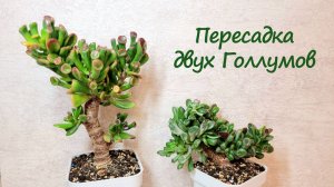 Пересадка двух Голлумов