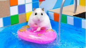 🐹 Потрясающий лабиринт с бассейном из шаров — приключение хомяка Хомуры | Хомячья любовь