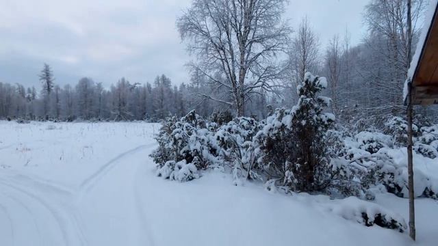 ПОЙМАТЬ РОСОМАХУ В ПАСТЬ. ХОДОВАЯ ОХОТА В РАЙОНЕ ИЗБЫ 