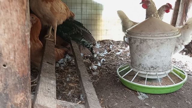 Бройлерам 2е суток. Разницы между Россами и Колбами особо не вижу. Полтавского петушка надо лечить.