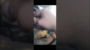 буханка