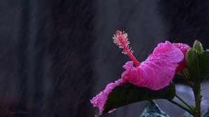 ☔️ УСПОКАИВАЮЩИЙ ШУМ ДОЖДЯ ДЛЯ СНА ✨ РАССЛАБЛЯЮЩИЙ ЗВУК ДОЖДЯ ✨ СИЛЬНЫЙ ДОЖДЬ ✨ ЛЕТНИЙ ДОЖДЬ