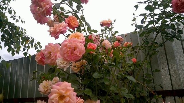 Роза ПИЧ МЕЛЬБА (Peach Melba) Кордес