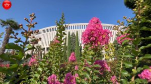 🌺🌸🌸Парк Галицкого живые вазы из лагерстремии.