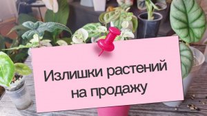 Излишки растений на продажу