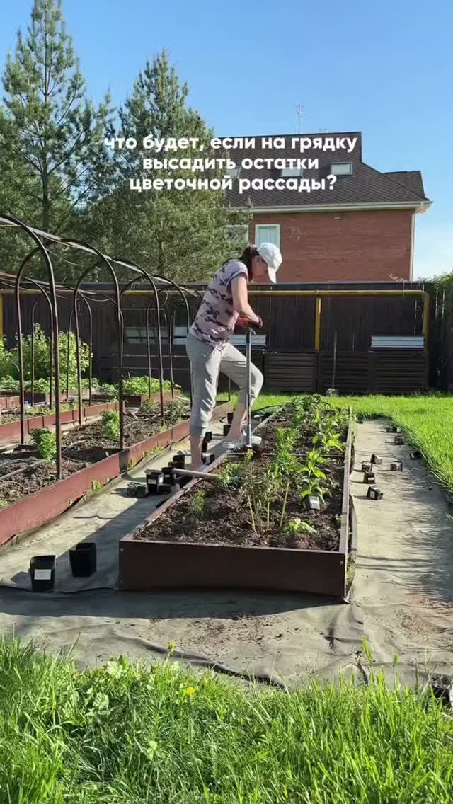 Что будет, если на грядку высадить остатки цветочной рассады?  #цветы #август #дача