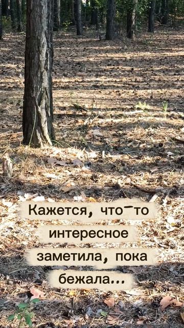 Белочка в лесу🌲