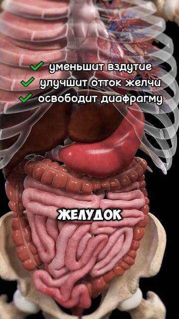 Это мешает твоим органам! ПОДУШКА под ТАЗ