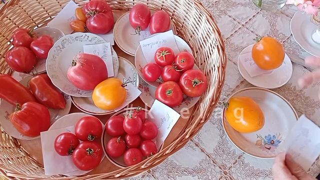 лучшие жёлтые🍅 ТОМАТЫ ,,Южный загар