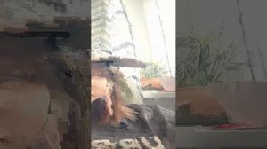 подпишитесь умоляю..