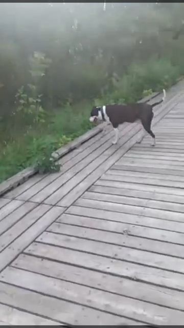 rutube.ru