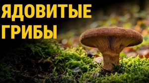 Вы солили его всю жизнь гриб, который убивает не сразу, а через годы
