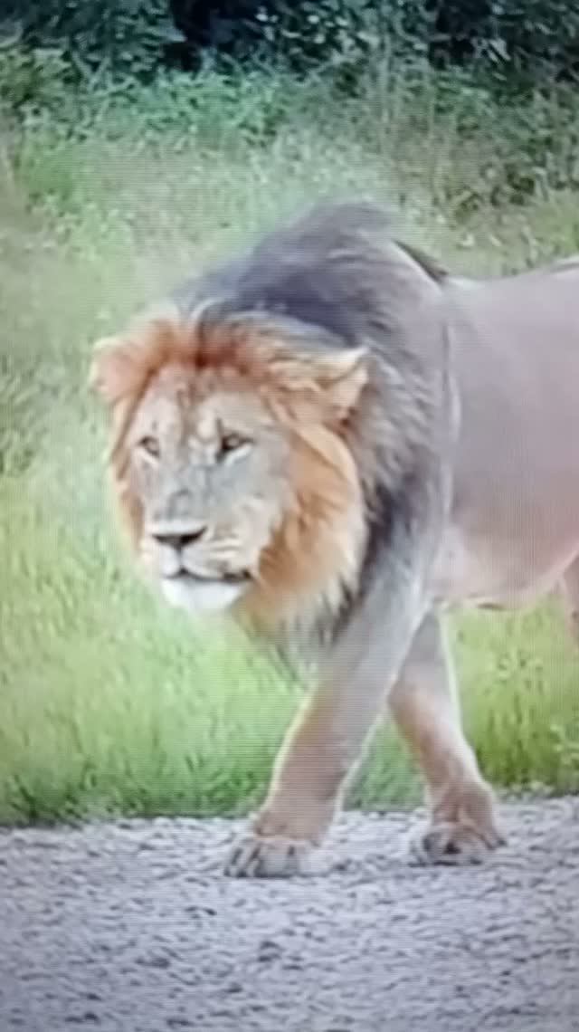 ЛЕВ подбирается к добыче😮