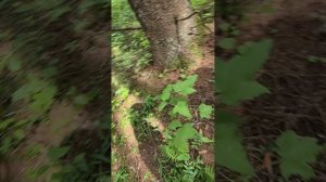 пошёл в лес за грибами 🍄