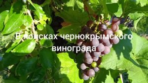 Старинный сорт винограда Черный крымский