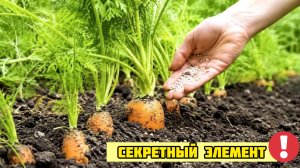 Секретный элемент для ровной, сладкой и длинной моркови! Подкормка моркови в Июле Августе!