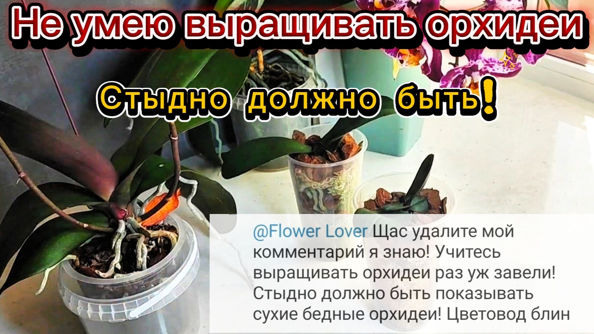 Стыдно должно быть- не умею выращивать орхидеи! Разворот и неприятный поворот Lava~ Sesame !