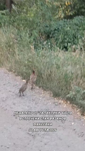 Прямой эфир на Ютубе: Https://www.youtube.com/live/A38JyiuWSbg?si=j4lI0zvA9Sqgf8_2