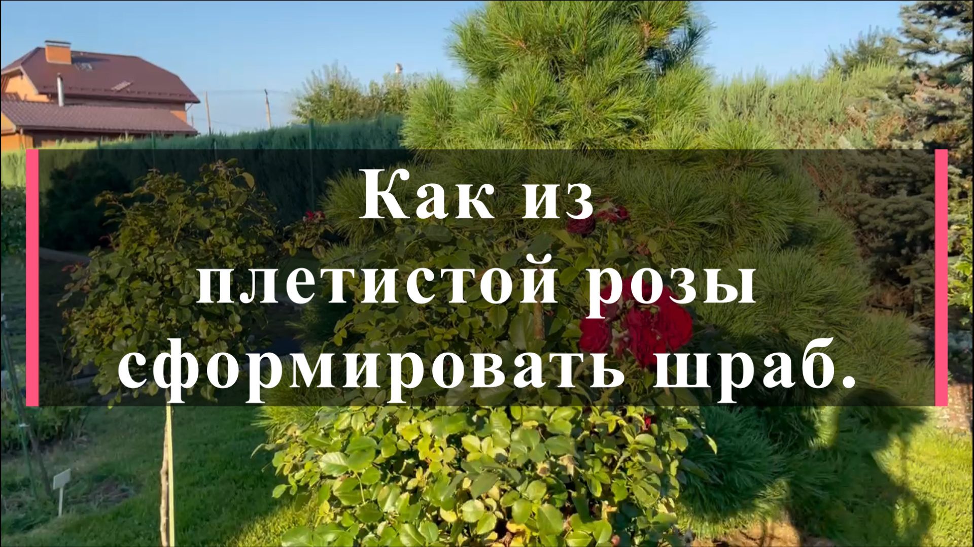Как из плетистой розы сформировать шраб.