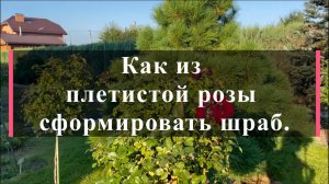 Как из плетистой розы сформировать шраб.
