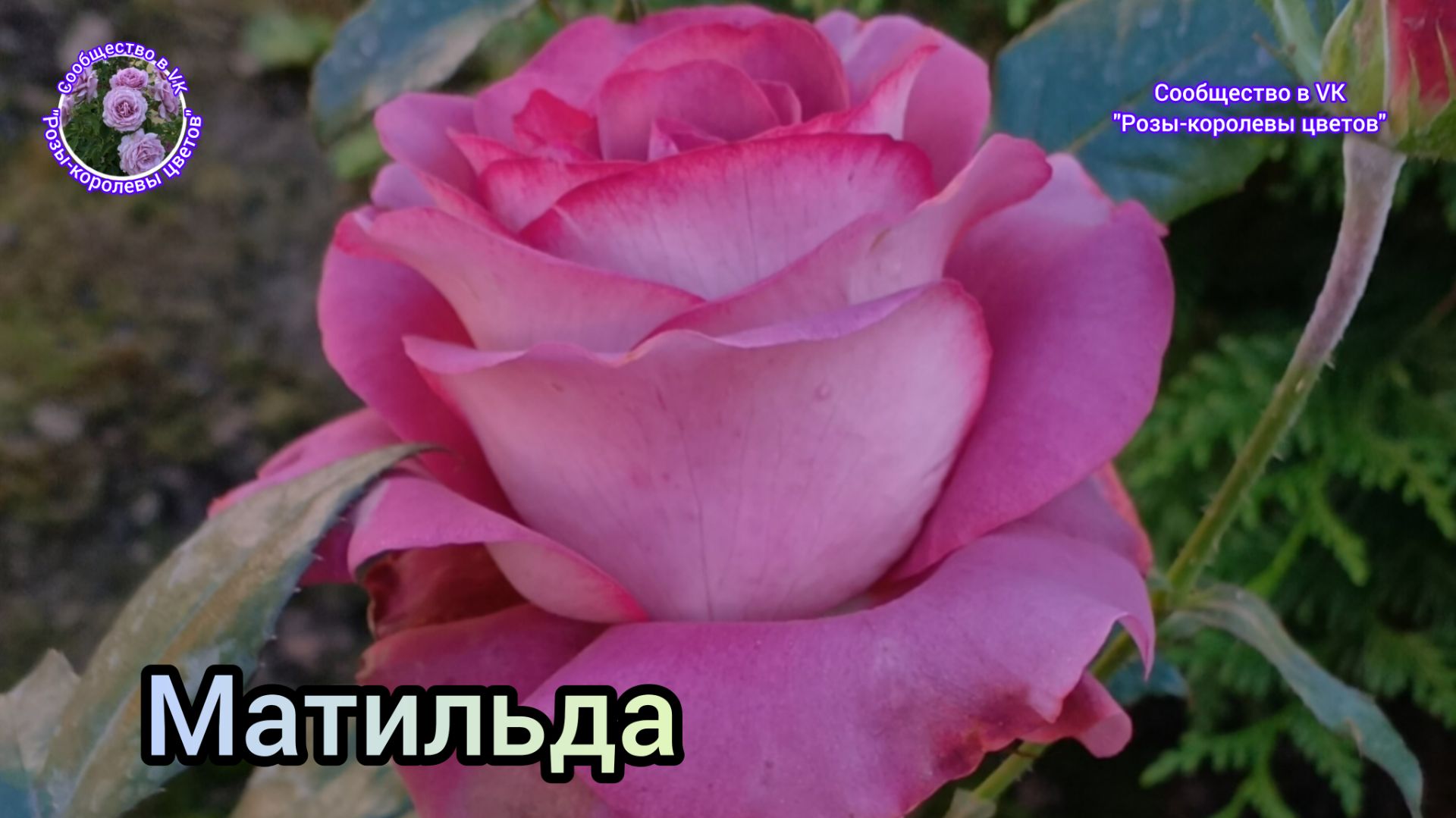 РОЗА МАТИЛЬДА.